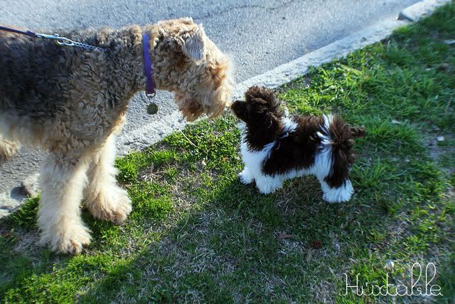 Poodle & Airedale Terrier