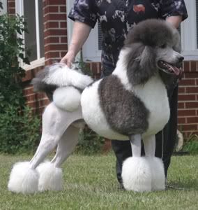 standard-parti-poodle-continental-show-c