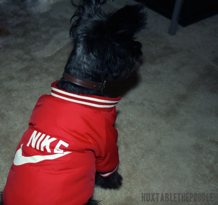 Hux & his cousin Meko in little dog Nike jackets Poodle Forum