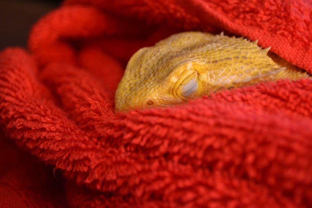 My bearded dragon fell asleep in my lap r/aww