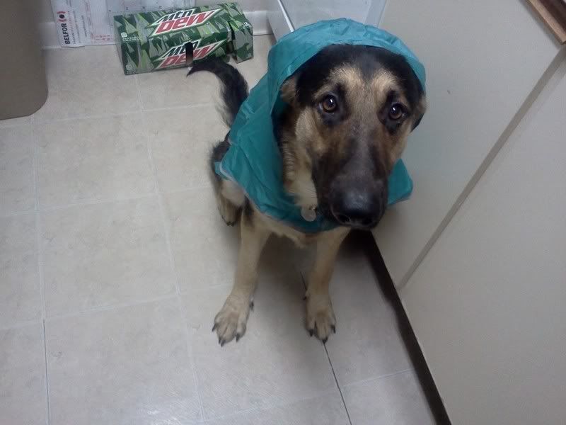 Dog Rain Coat German Shepherd Dog Forums