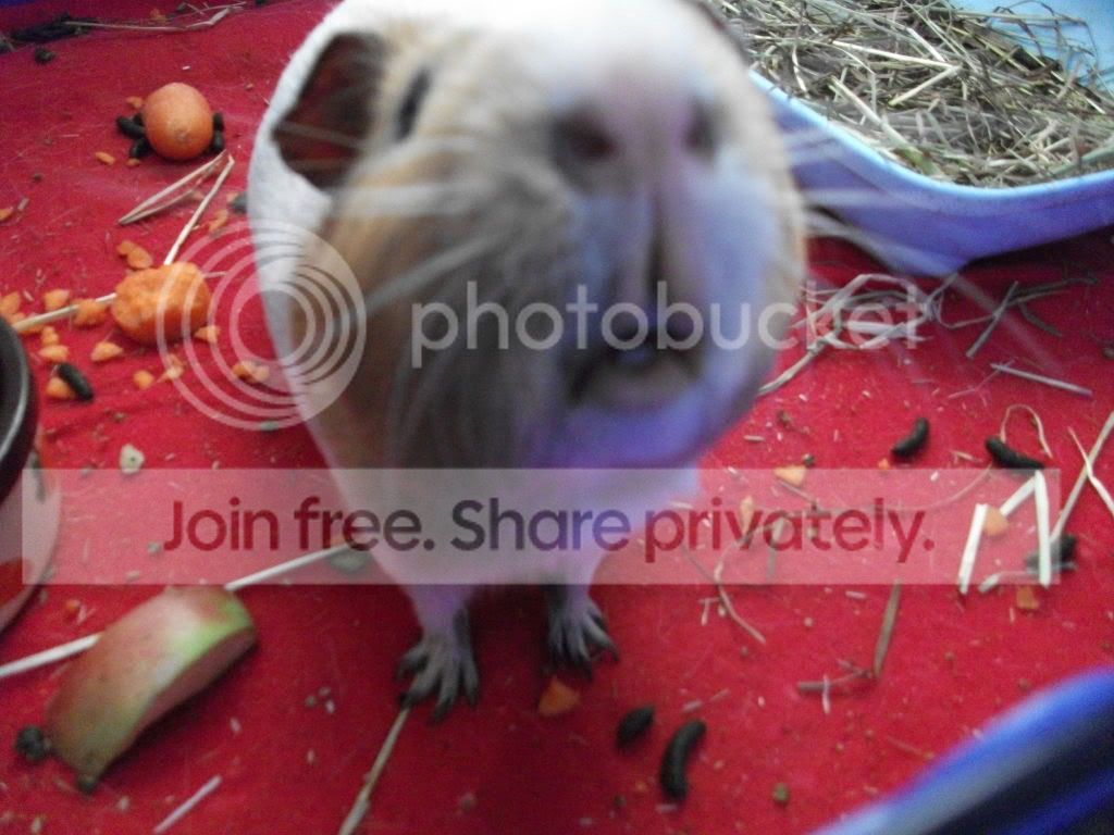 DSCF1549.jpg