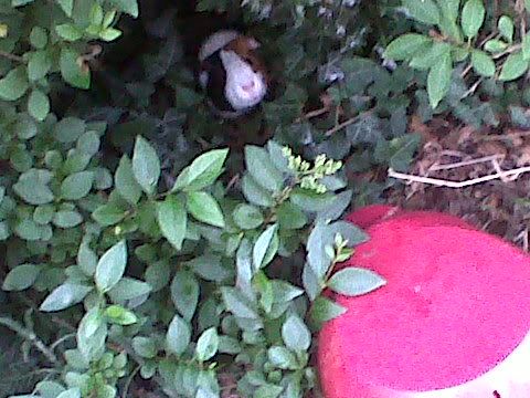 IMG00285-20110616-2015.jpg