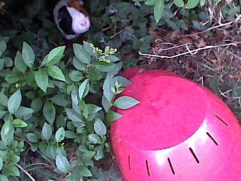 IMG00286-20110616-2015.jpg