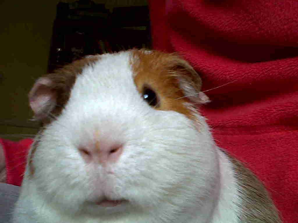 IMG01422-20120420-1446.jpg