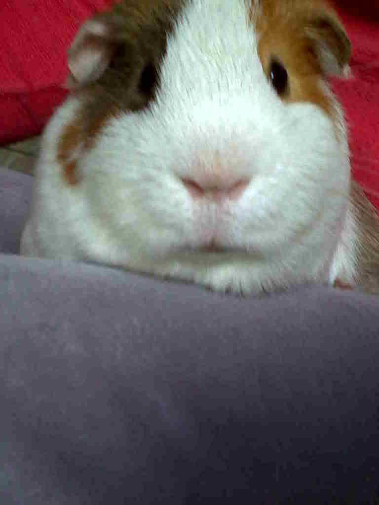 IMG01427-20120420-1447.jpg