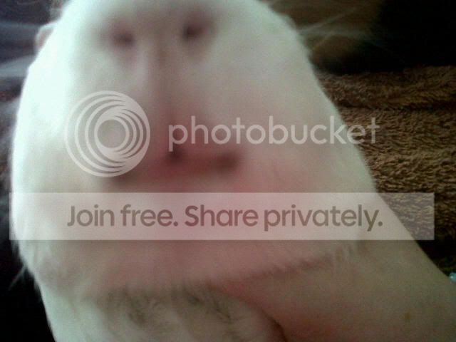 piggielips.jpg