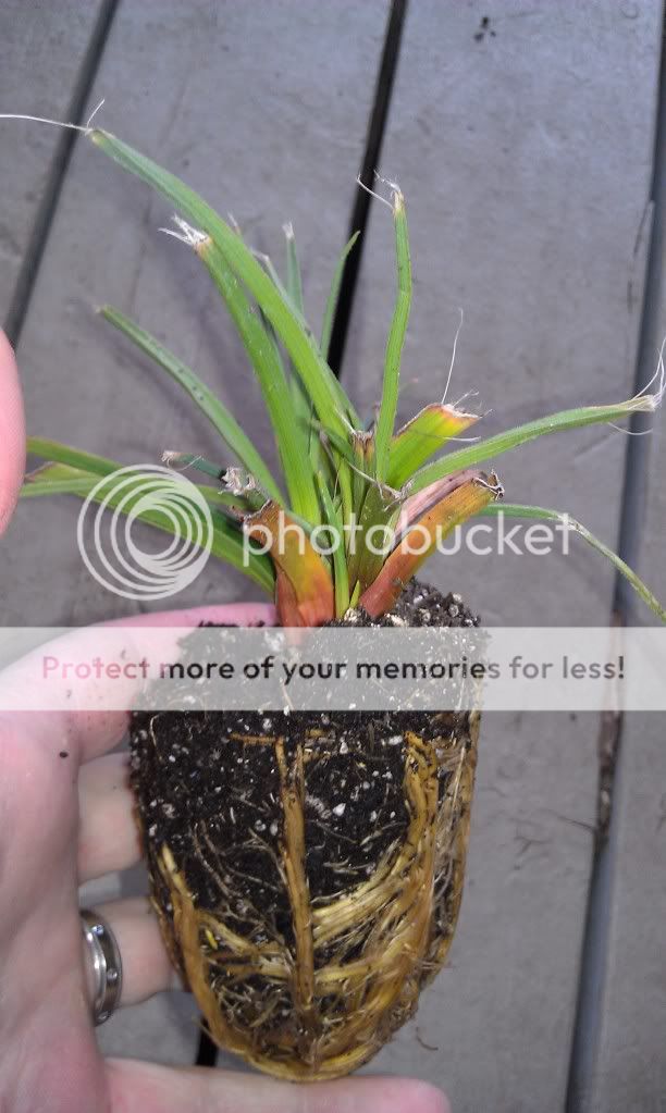 Tritoma Torch Lily Hummingbird Plant Feeder Attractive Perennial