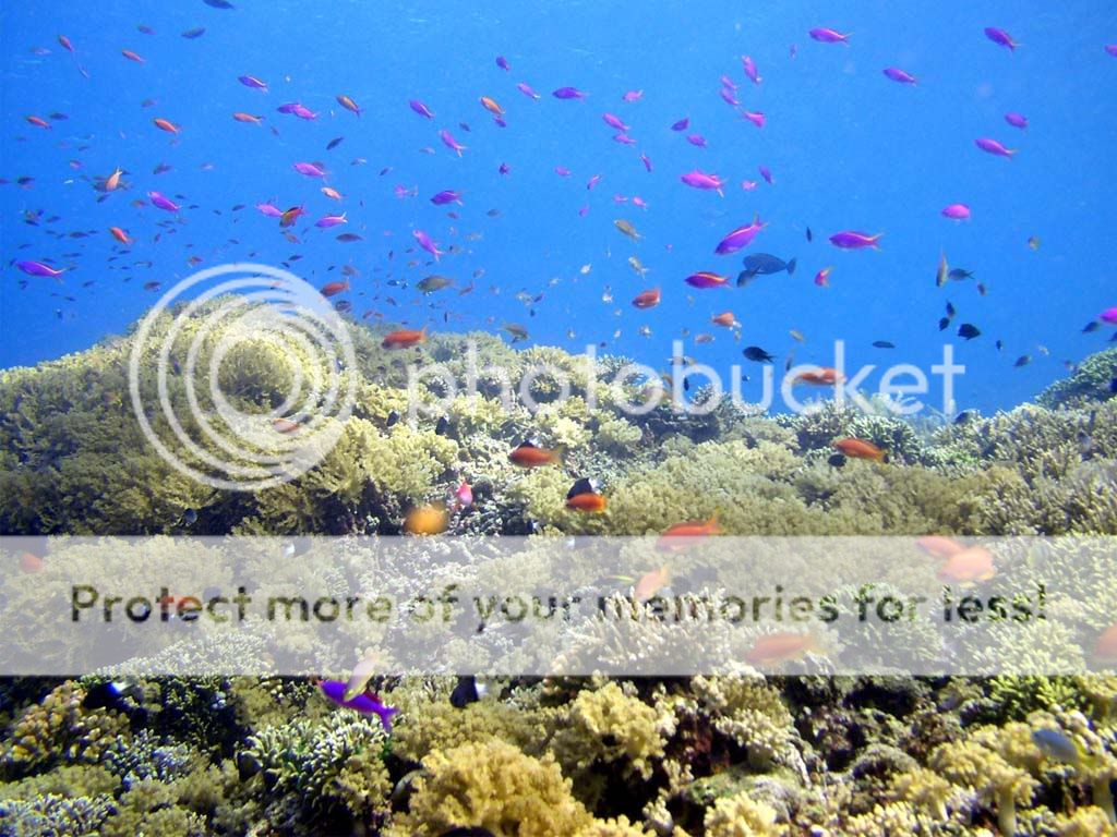 bunaken sea park ~ indonesia tourism