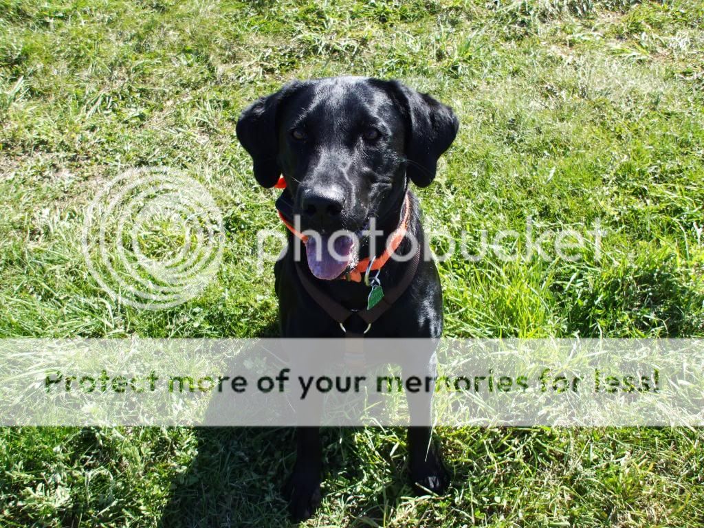 My dogs | Puppy Forum and Dog Forums