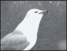 Seagull trying to eat a whole hotdog