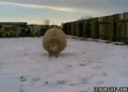 Sheep runs into a man with a camera - AnimalsBeingDicks.com