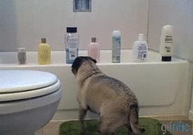 Pug attacking shampoo bottles on a bathtub. - AnimalsBeingDicks.com