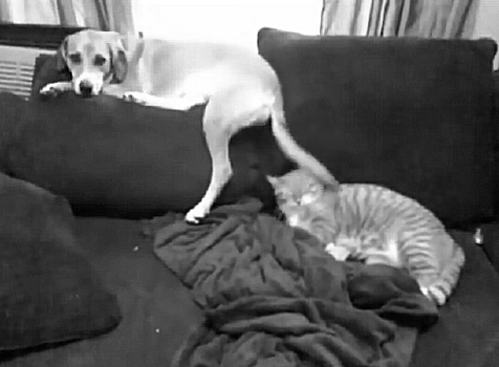 Dog wags tail in sleeping cat's face - AnimalsBeingDicks.com
