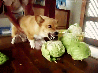 Corgi freaking out at some Cabbage - AnimalsBeingDicks.com