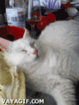 Cat caught eating dogfood