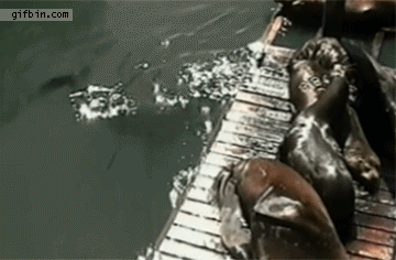 Seal breaking a dock and knocking a bunch of other seals in the water - AnimalsBeingDicks.com