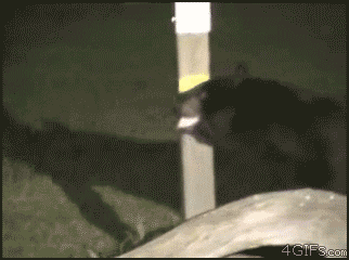 A bear joins a raccoon on a feeding post - AnimalsBeingDicks.com