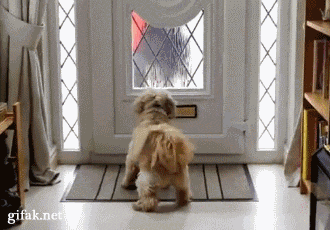 Dog attacks mail as it comes through the mail slot - AnimalsBeingDicks.com