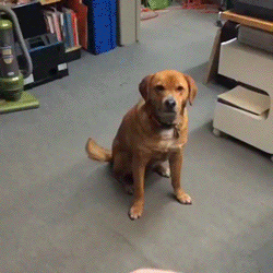 Dog refuses to catch frisbee - AnimalsBeingDicks.com