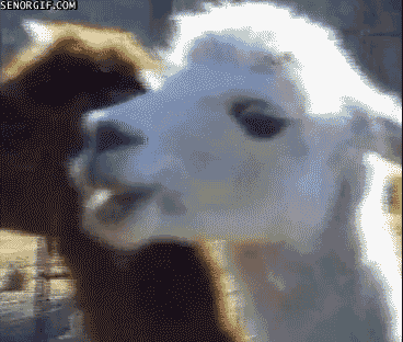 A llama stares at the camera. - AnimalsBeingDicks.com 